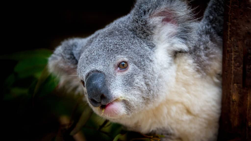 Adorable Koala Gift Ideas