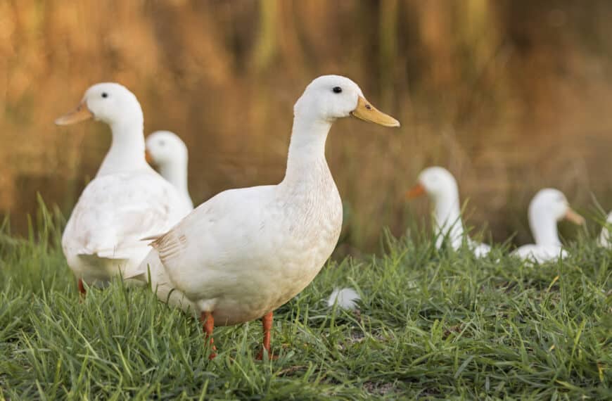 Gift Ideas for Duck Lovers