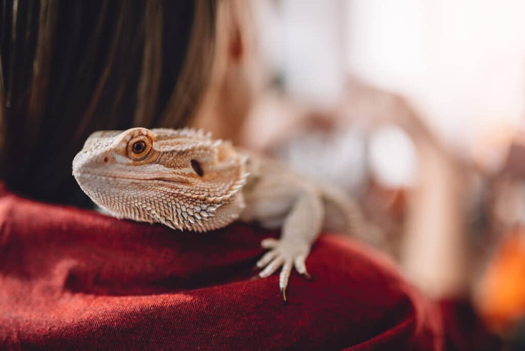 Gifts for Reptile Lovers