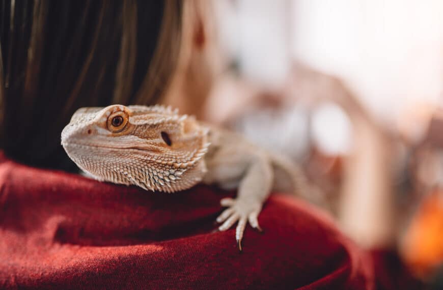 Gifts for Reptile Lovers