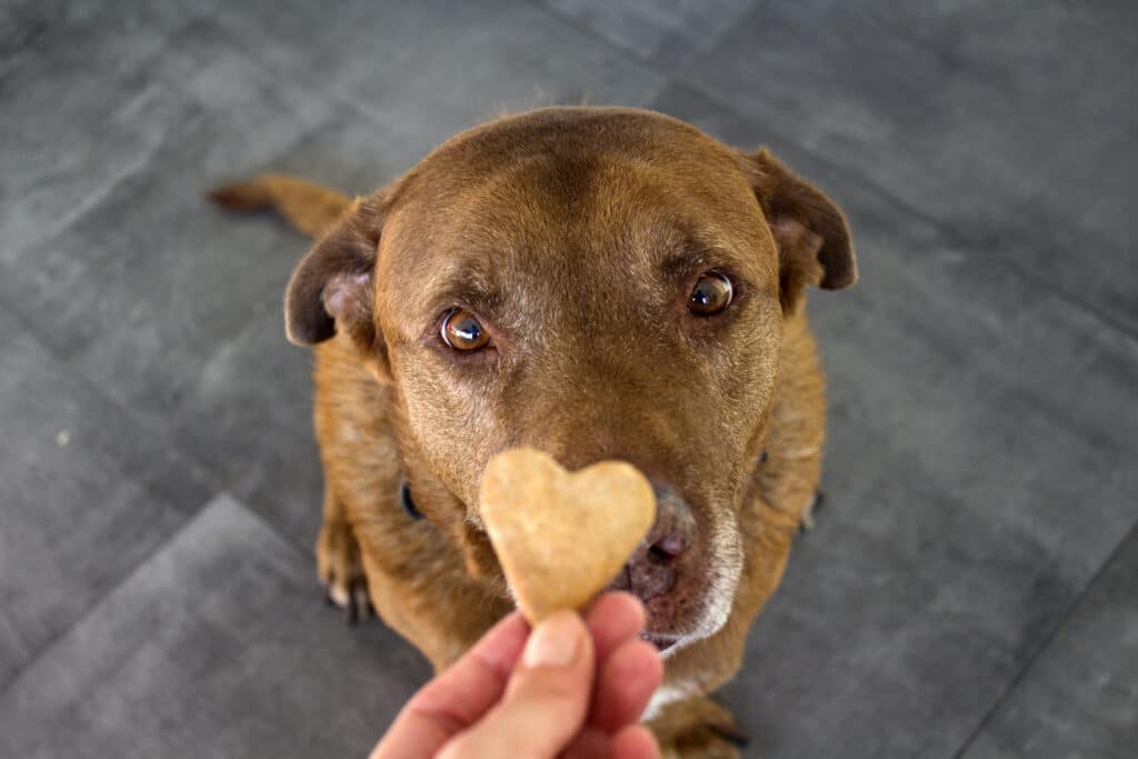 Homemade treats for dogs